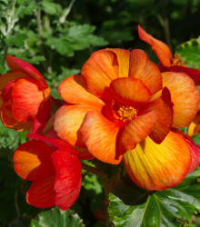 Begonie oranžová - Begonia Picottee - hlízy begónie - 2 ks