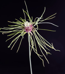 Česnek vláskatý okrasný Hair - Allium - cibule česneku - 3 ks