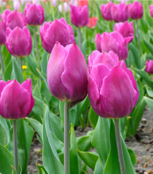 Tulipán Purple Flag - Tulipa - cibule tulipánů - 3 ks