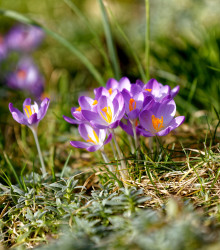 Krokus Tomasiniho Lilac Beauty - Crocus tommasinianus - hlízy krokusů - 3 ks