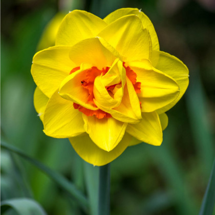 Narcis Tahiti - Narcissus - cibule narcisů - 3 ks