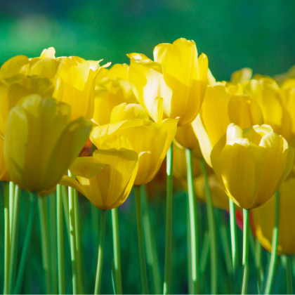 Tulipán Monte Carlo - Tulipa - cibule tulipánů - 3 ks