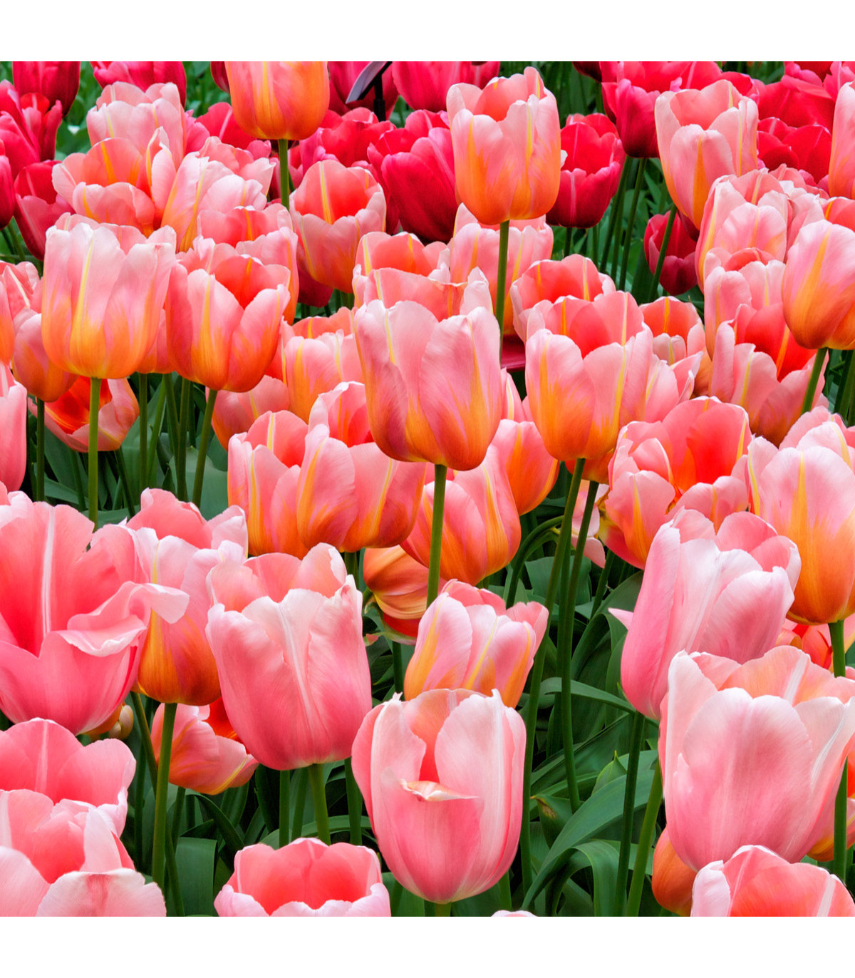Tulipán Menton - Tulipa - cibule tulipánů - 3 ks