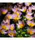Tulipán skalní Bakerii Lilac Wonder - Tulipa saxatilis - cibule tulipánů - 3 ks