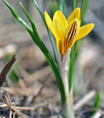 Krokus zlatý Fuscotinctus - Crocus fuscontinctus - hlízy krokusů - 3 ks