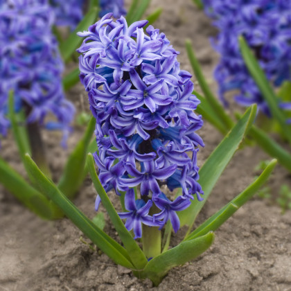Hyacint modrý Delft Blue - Hyacinthus - cibule hyacintu - 1 ks