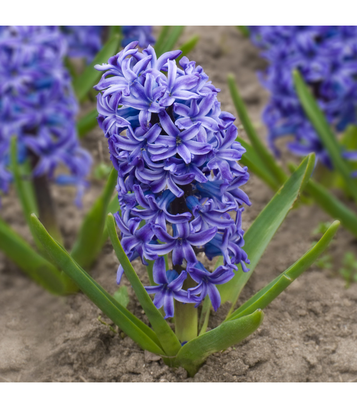 Hyacint modrý Delft Blue - Hyacinthus - cibule hyacintu - 1 ks