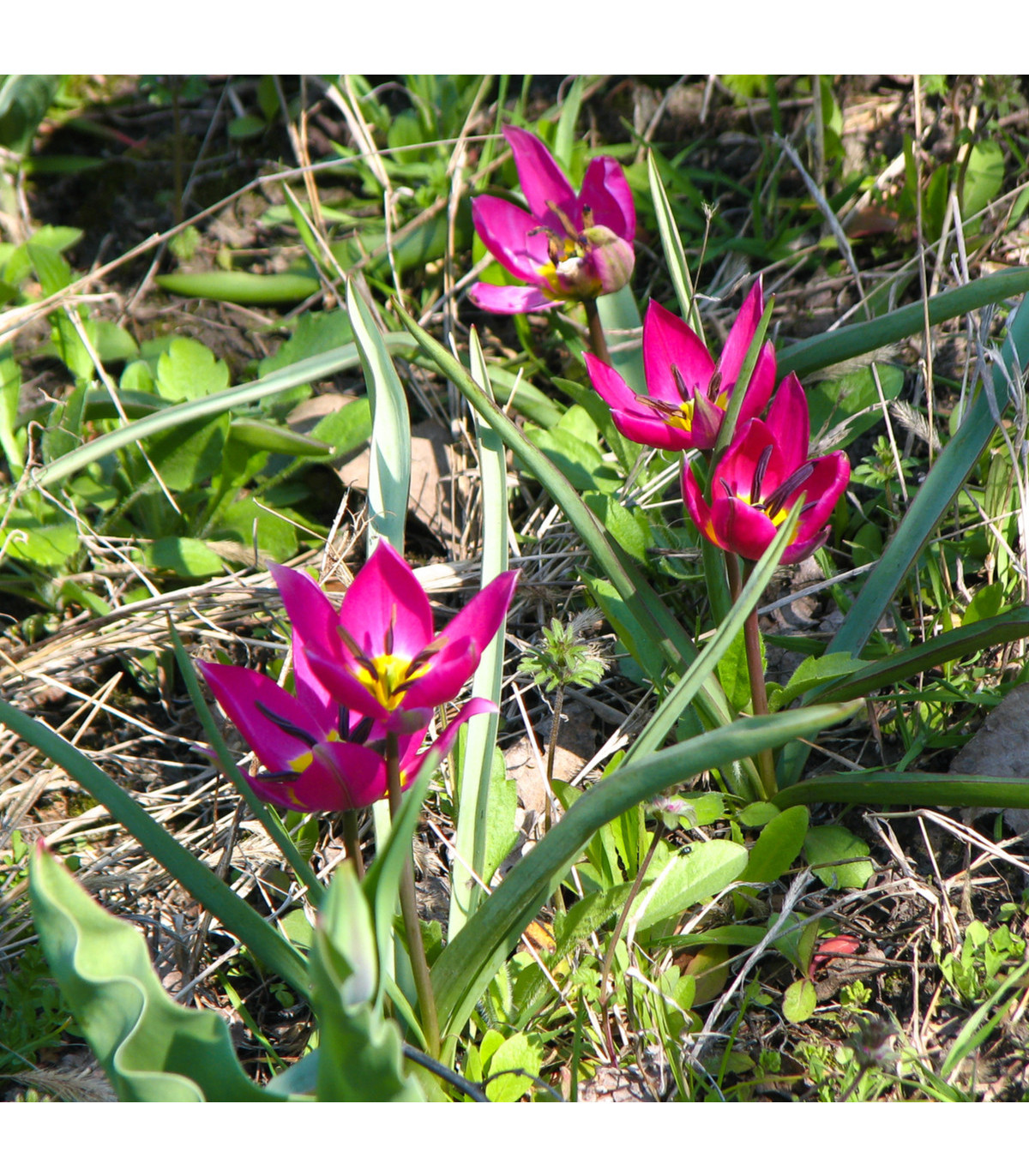Tulipán nízký Eastern Star - Tulipa - cibule tulipánů - 3 ks