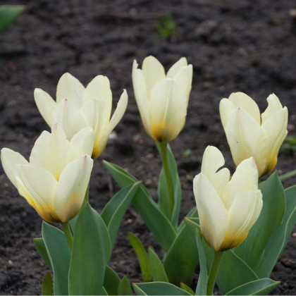 Tulipán Concerto - Tulipa - cibule tulipánů - 3 ks