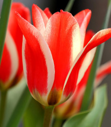 Tulipán Pinocchio - Tulipa - cibule tulipánů - 3 ks