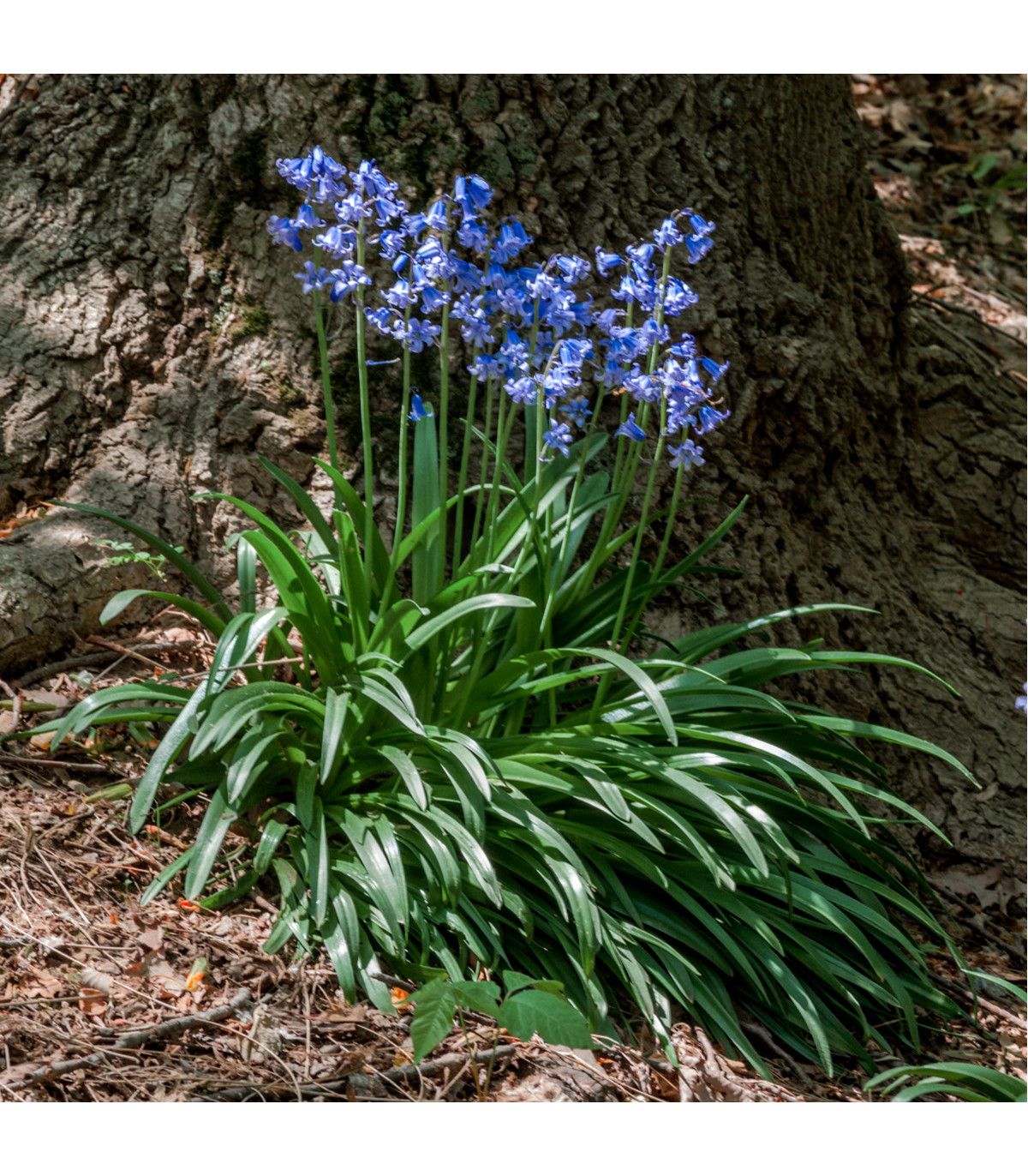 Hyacintovec španělský modrý - Hyacinthoides hispanica - cibule hyacintovců - 5 ks