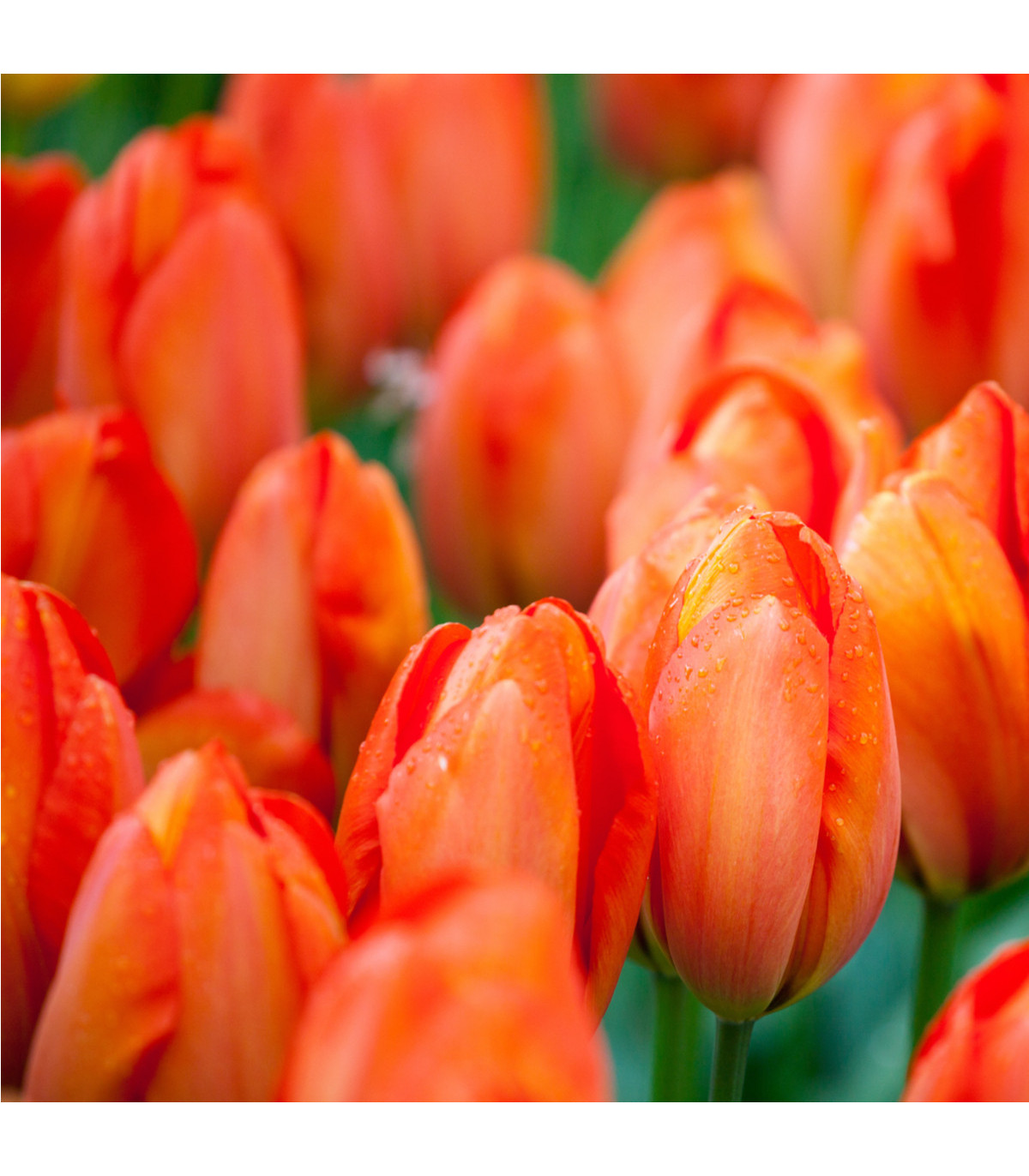 Tulipán Orange Brilliant - Tulipa - cibule tulipánů - 3 ks