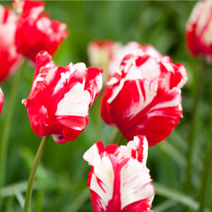 Tulipán Estella Rijnveld - Tulipa - cibule tulipánů - 3 ks