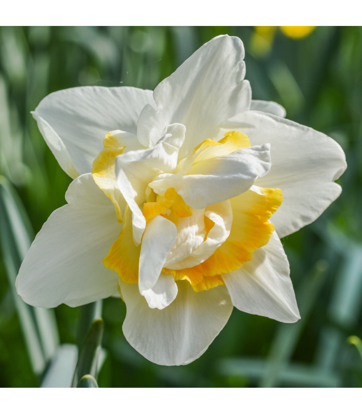 Narcis White Lion - Narcissus - cibule narcisů - 3 ks