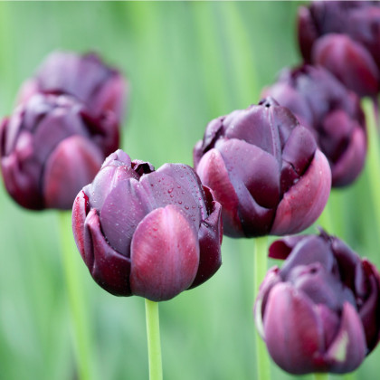 Tulipán Black Hero - Tulipa - cibule tulipánů - 3 ks