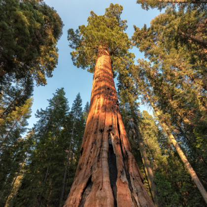 Sekvoj vždyzelená - Sequoia sempervirens - osivo sekvoje - 3 ks
