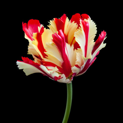 Tulipán Flamming Parrot - Tulipa - cibule tulipánů - 3 ks