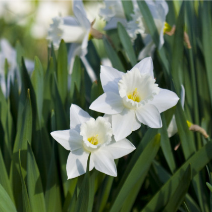 Narcis Tresamble - Narcissus - cibule narcisů - 3 ks