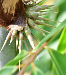 Bambus železný - Dendrocalamus Strictus  - osivo bambusu - 2 ks