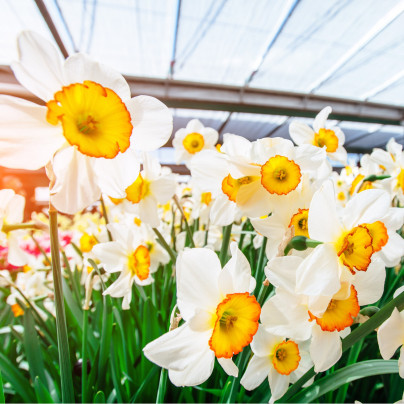 Narcis Flower Record - Narcissus L. - cibule narcisů - 3 ks