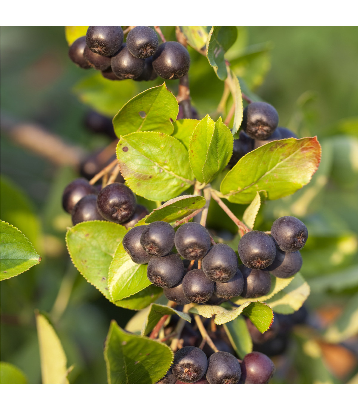 Aronie - Černý jeřáb - Aronia arbutifolia - prodej semen- 7 ks