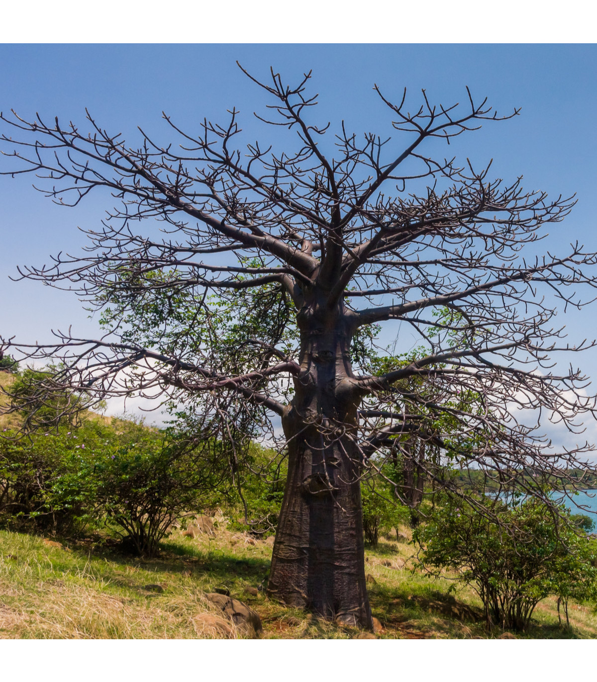 Baobab suarézský - Lahvový strom - Adansonia suarezensis - osivo baobabu - 2 ks