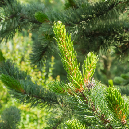 Borovice osinatá - Pinus aristata - osivo borovice - 5 ks