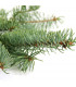 Smrk štětinatý - Smrk dračí - Picea asperata - osivo smrku - 8 ks