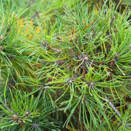 Borovice kleč - Pinus mugo mughus - prodej semen borovice - 5 ks