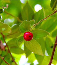 Jamajská třešeň - Muntingia calabura - osivo třešně - 6 ks