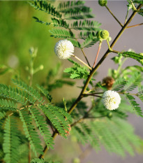 Divoká mimóza - Leucaena leucocephala - osivo mimózy - 7 ks