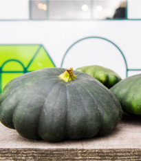 Patizon Green Saucer F1 - Cucurbita pepo - osivo patizonu - 5 ks