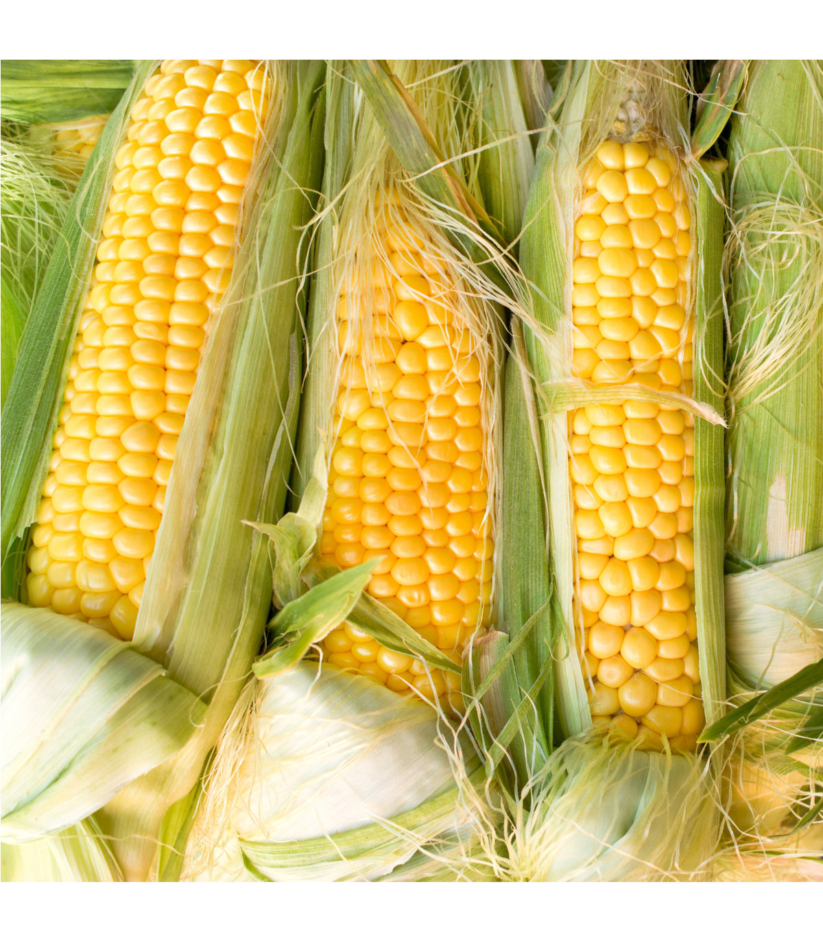 Kukuřice cukrová Golden Bantam - Zea Mays - osivo kukuřice - 16 ks