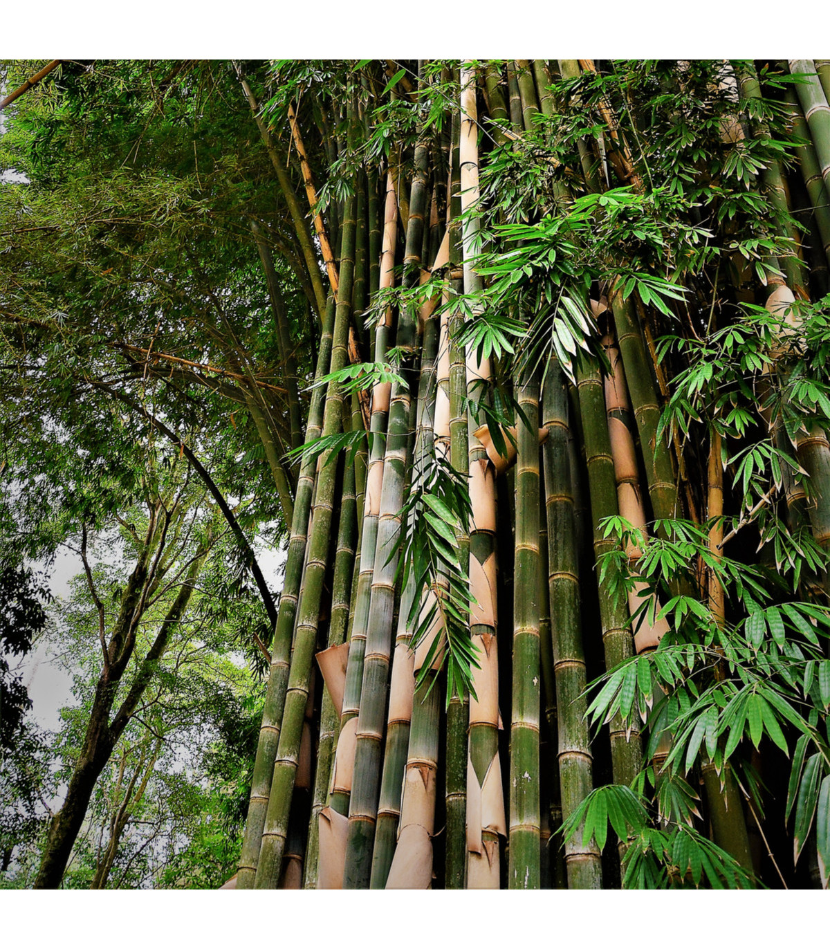 Bambus nejvyšší - Dendrocalamus giganteus - osivo bambusu - 2 ks
