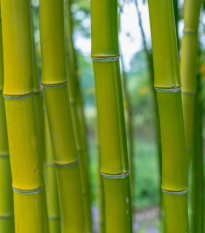 Král bambusů - Phyllostachys edulis - osivo bambusu - 3 ks