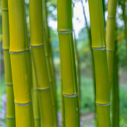 Král bambusů - Phyllostachys pubescens - osivo bambusu - 3 ks