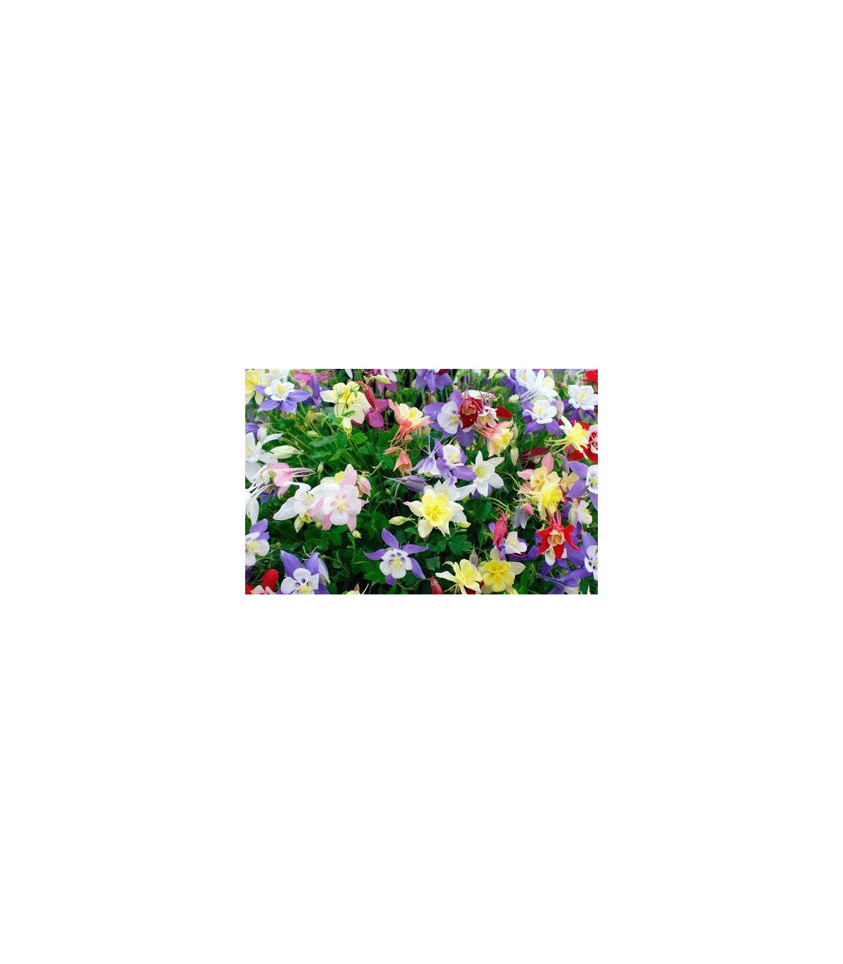 Orlíček směs barev - Aquilegia caerulea - osivo orlíčku - 140 ks