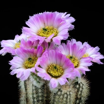 Kaktus - Echinocereus reichenbachii - osivo kaktusů - 8 ks