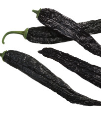 Chilli Pasilla Bajio - Capsicum annuum - osivo chilli - 7 ks