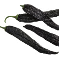 Chilli Pasilla Bajio - Capsicum annuum - osivo chilli - 7 ks