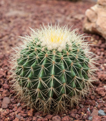 Echinokaktus Grusonův - Zlatá koule - Echinocactus grusonii - osivo kaktusu - 8 ks