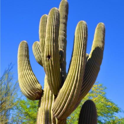 Kaktus svícnovitý - Saguaro - Carnegiea gigantea - osivo kaktusu - 5 ks