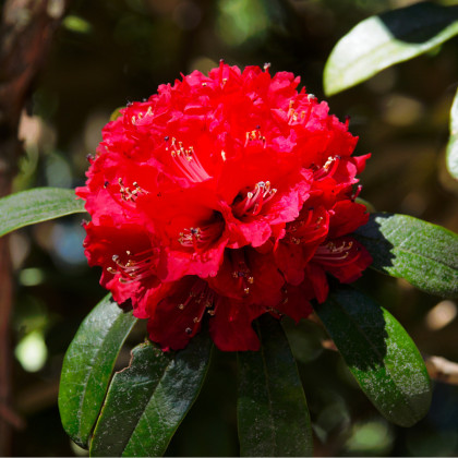Rododendron - Pěnišník - Rhododendron arboreum - prodej semen - 50 ks