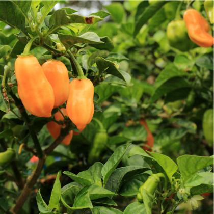 Chilli Habanero oranžové - Capsicum chinense - osivo chilli - 6 ks