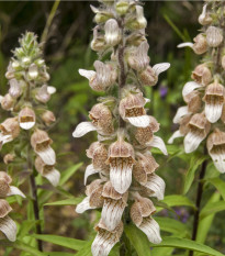 Náprstník vlnatý - Digitalis lanata - osivo náprstníku - 5 ks