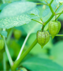 Mochyně peruánská - Physalis edulis - osivo mochyně - 10 ks