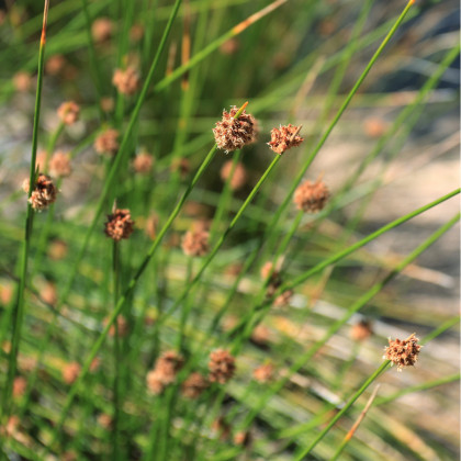 Ozdobná tráva - Fïcinia nodosa - osivo ozdobné trávy - 10 ks
