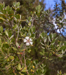 Woolly Tea Tree - Leptospermum lanigerum - osivo čajovníku - 20 ks