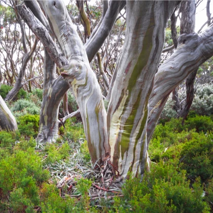 Eukalyptus pauciflora - Eucalyptus pauciflora - osivo eukalyptu - 8 ks