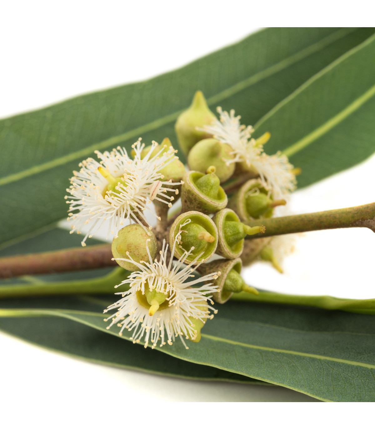 Eukalyptus - Eucalyptus alba - osivo eukalyptu - 9 ks